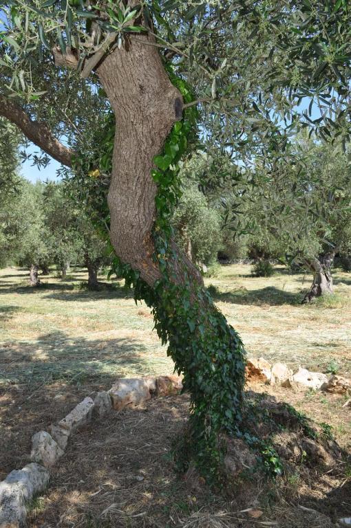 Masseria Costanza 푸티냐노 외부 사진