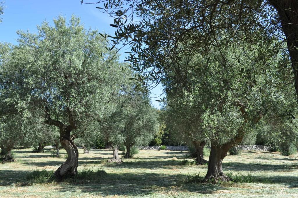 Masseria Costanza 푸티냐노 외부 사진