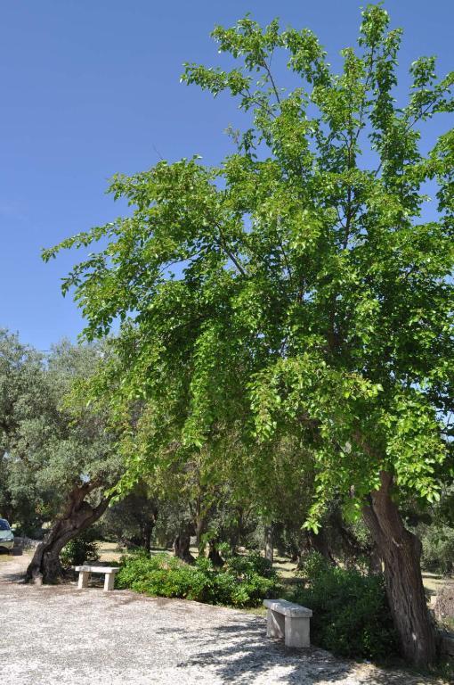 Masseria Costanza 푸티냐노 외부 사진