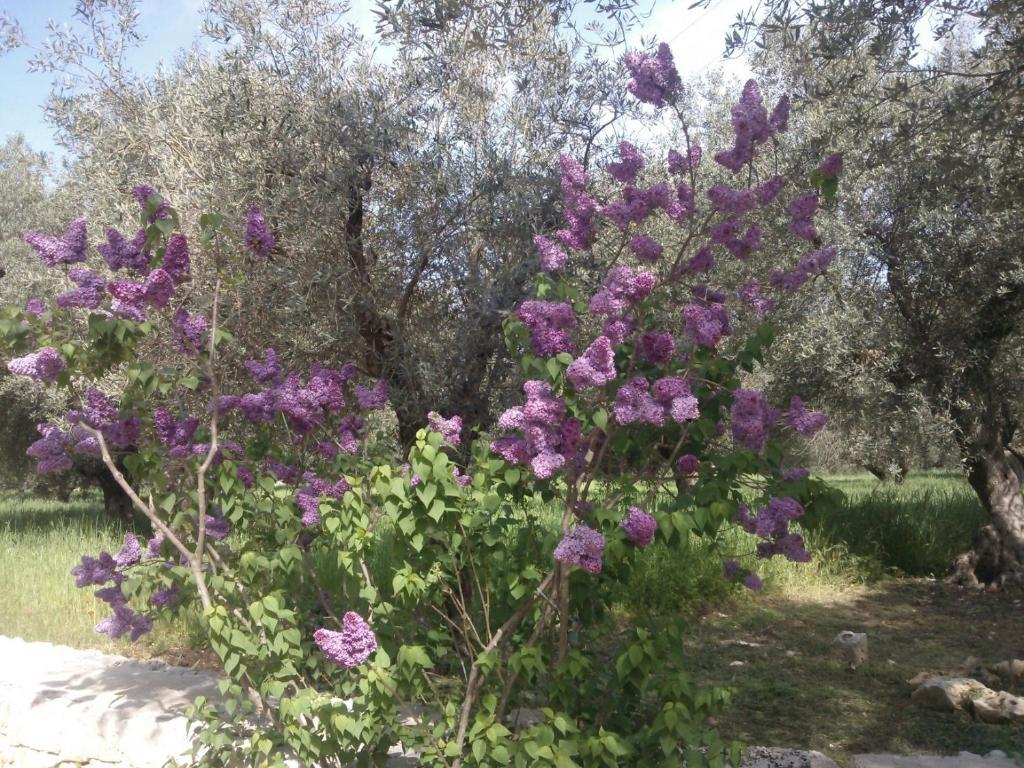 Masseria Costanza 푸티냐노 외부 사진